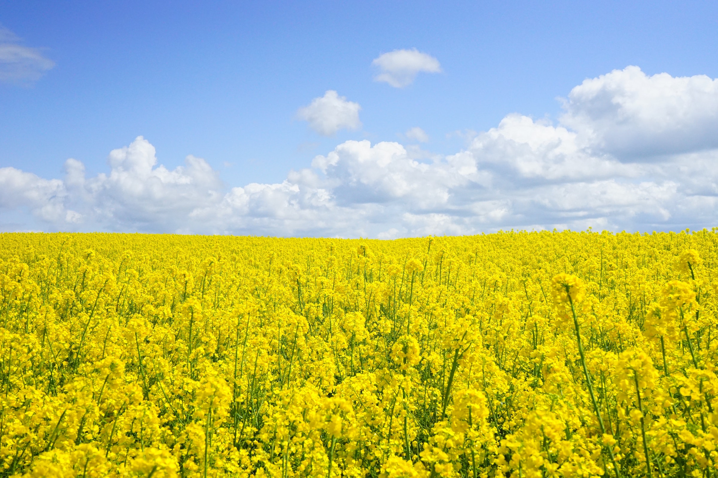 Hay fever