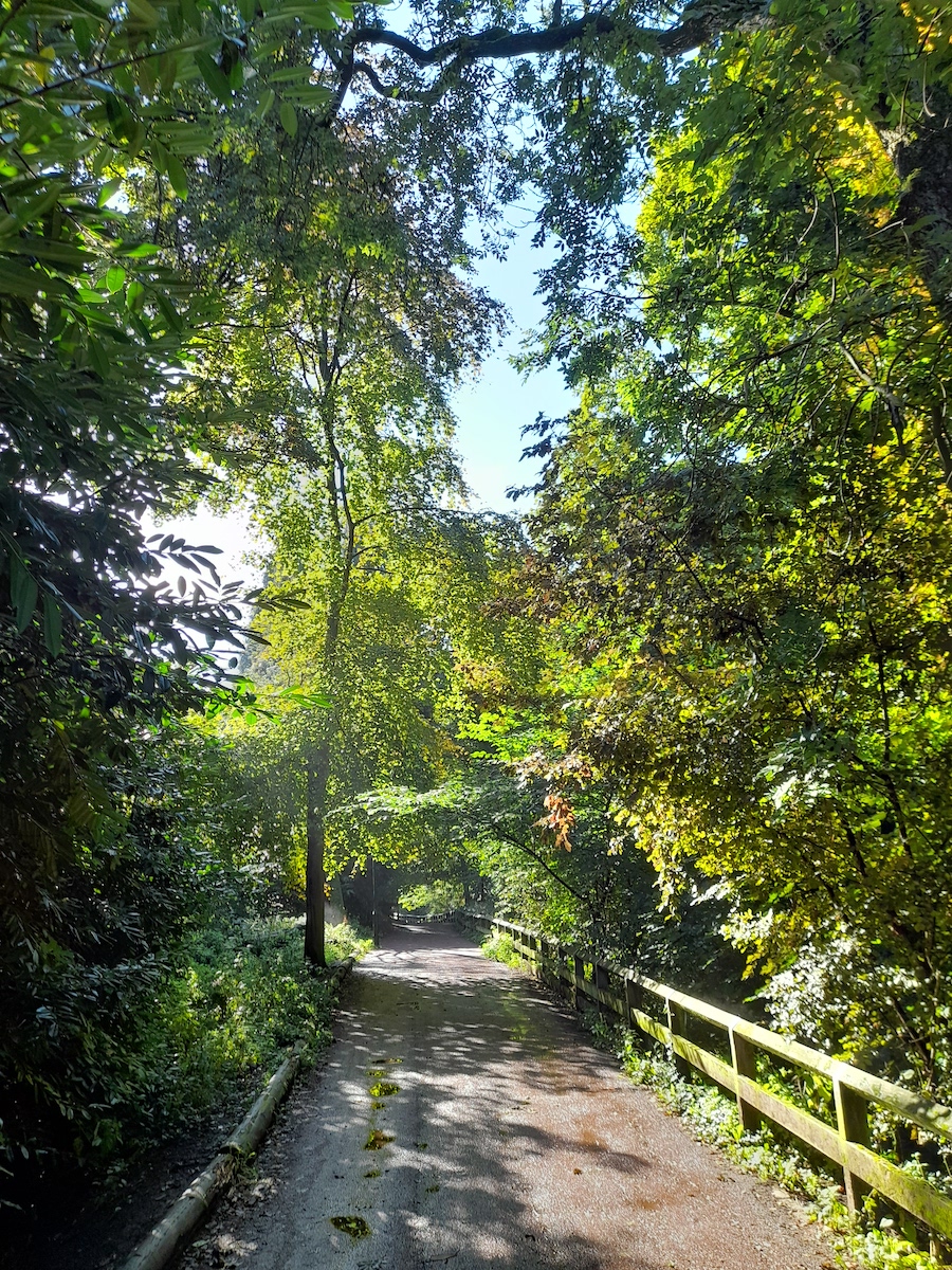 A path with a fence to one side makes its way between trees, with sun light casting shadows