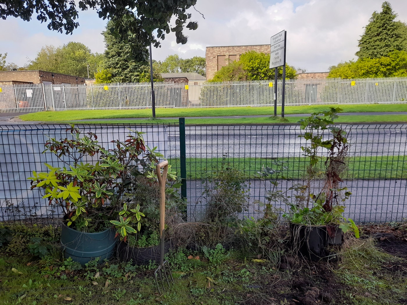 Photo of some untidy plants next to a fence